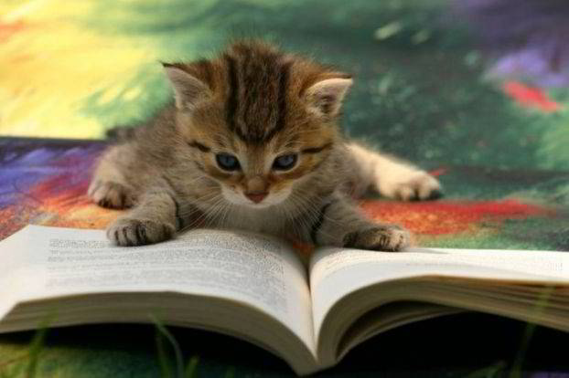 Cat-CatReadingBook03.jpg