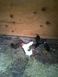 Bantam Chickens:  Foghorn Leghorn, Angel, General Tsao, Sam, Colonel Sanders, Nugget, Grizzabella,