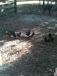 More Bantams Chickens!