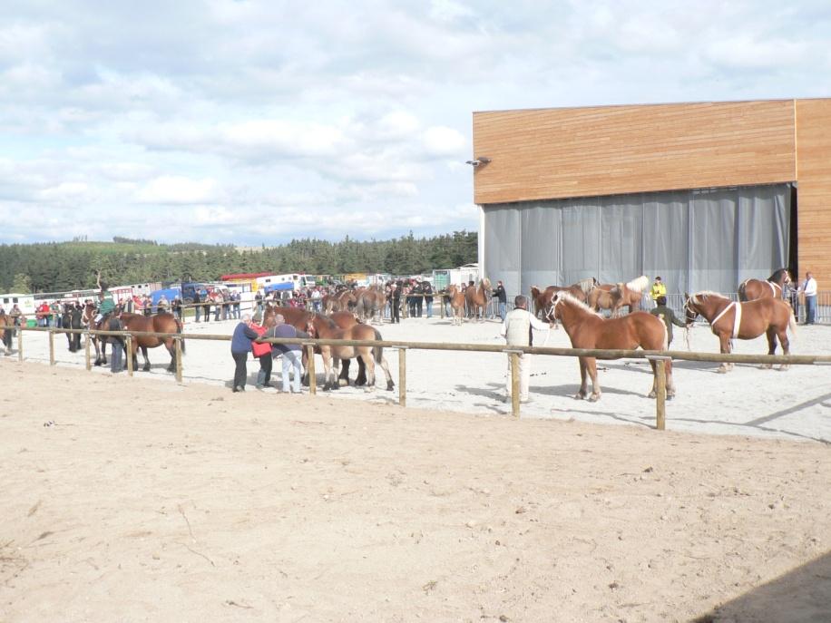 lycée agricole cheval