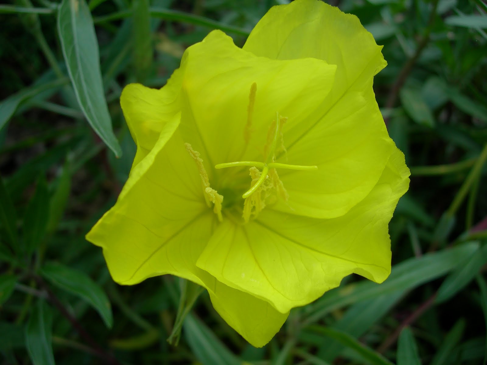 Vanhoutte S Spirea Bridal Wreath Spirea Featuring New Plants