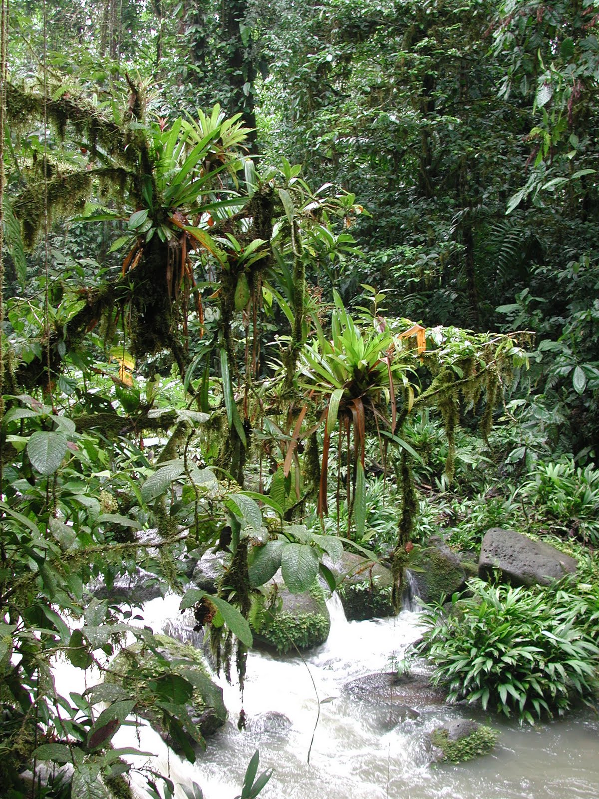 Bottlebrush Buckeye For Shade Gardens Is Aesculus Parviflora