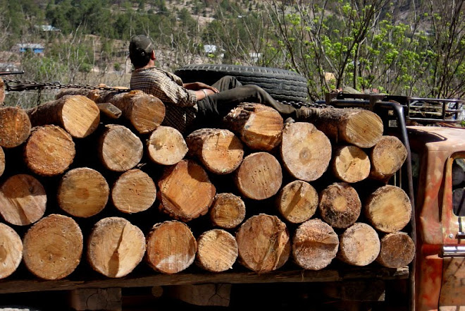 Pine logging at Ciricoi
