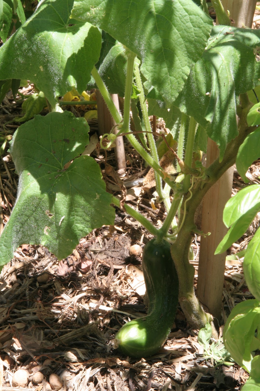 Hotpatch Gardening Zucchini and Cucumber