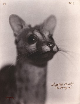 [33424_mediumlarger.jpg]