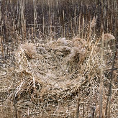 [swans_nest1.dwjga7itnvkkcwss4koskoscs.bvzpazrk7qgo448ok4sgwwck.th.jpeg]