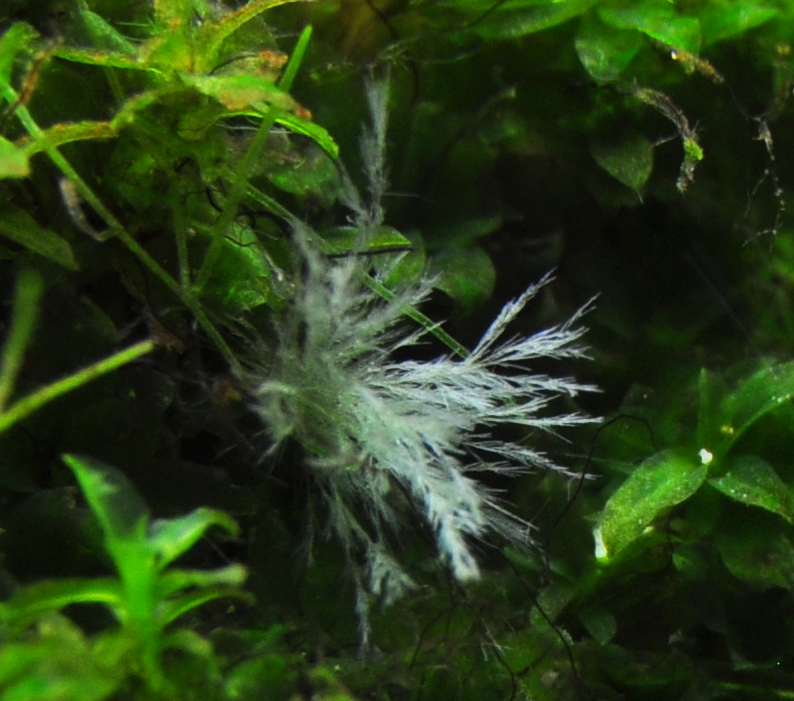 Aquarium feel the nature at home Glutaraldehyde ir Black Brush Algae