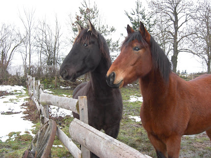 Kooba et Rudi