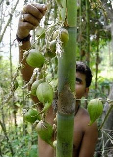 >food crisis in Chin state