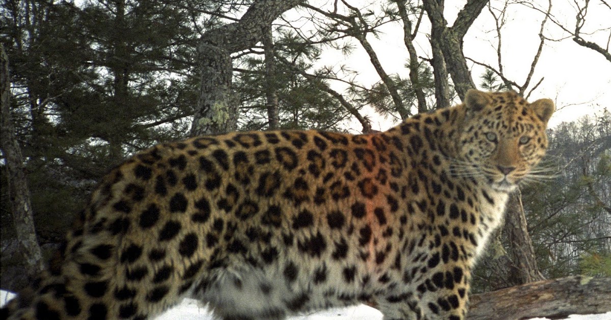 Animal A Day!: Amur Leopard