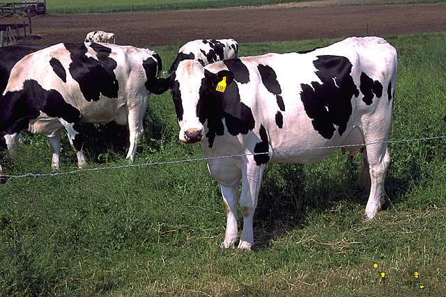 Holstein Cows with Blonde Coats - wide 4