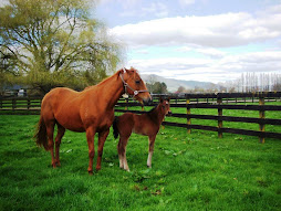 Savabeel Colt 2007 X Unearthed (NZ)