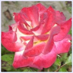 Róża wielobarwna