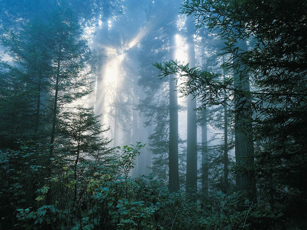 [Bosque.jpg]