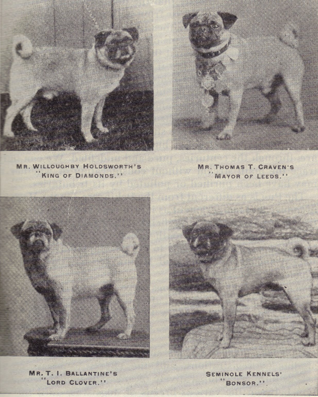K9 Solutions Dog Training, Inc. As promised, pug history in photos