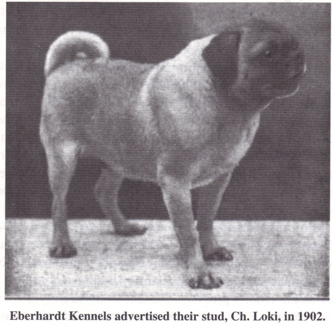 History Of Pugs