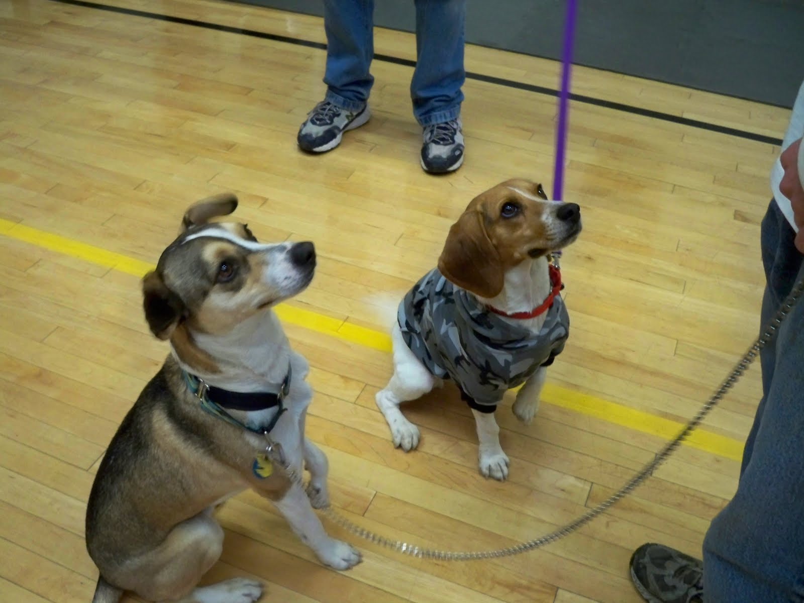 K9 Solutions Dog Training, Inc. How to get your dogs attention