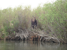 Saving Moose