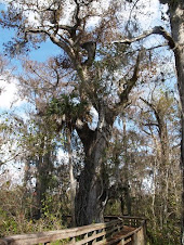 Old Growth Bald Cypress in Barley Barber