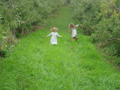Apple Orchard