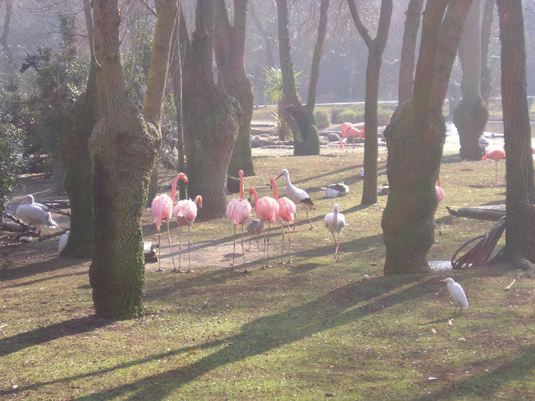 [flamingos+shadows+2.jpg]