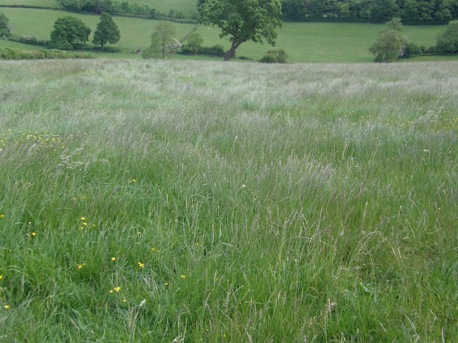 Meadow Grasses