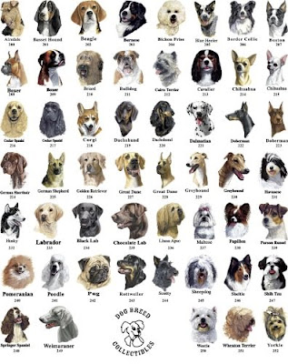 Different+dog+breeds+photos