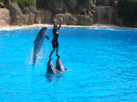 Dolphin show (Loro Parque)