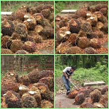 BUAH KELAPA SAWIT