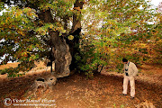 Fotografiando el otoño. Sierra de Las Villuercas / Photographing the autum. castaã±o abuelo otoã±o