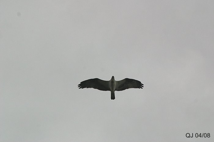 [Osprey.jpg]