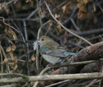 Indigo Bunting Nest