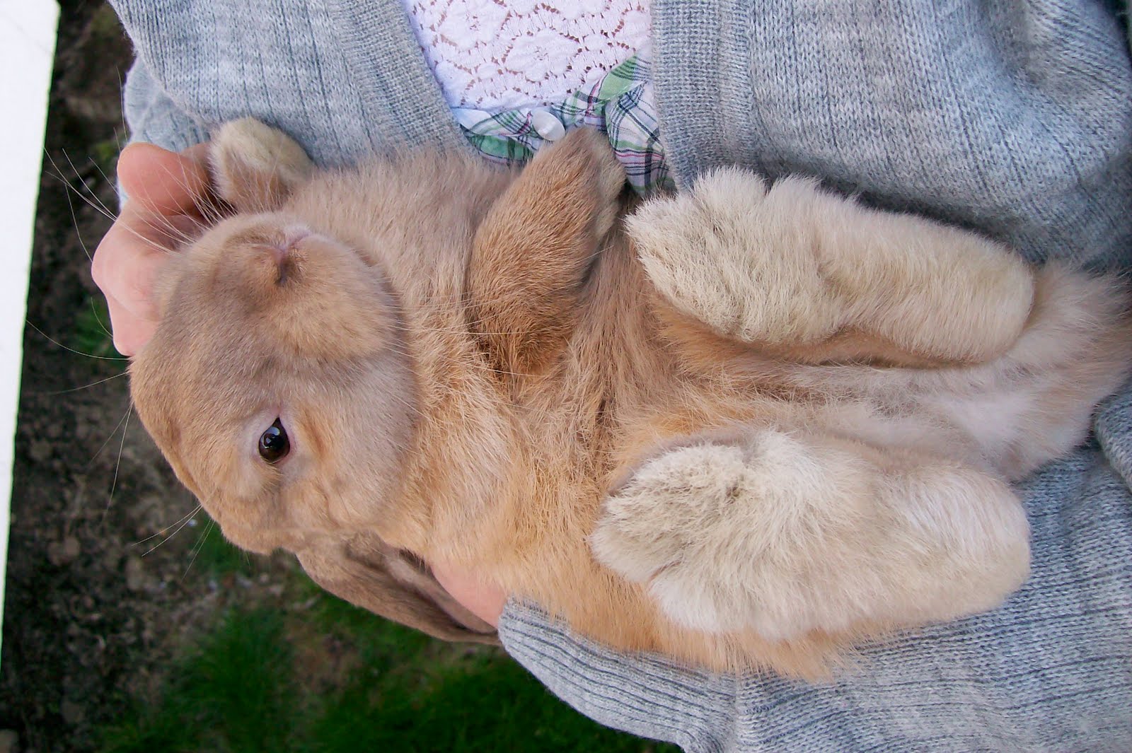 In The Sunny Spot Bunny therapy