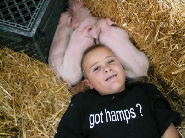 got hamps?