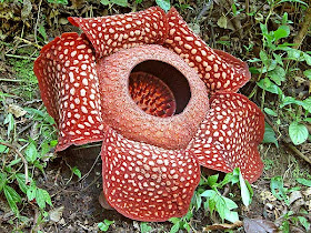 Rafflesia.JPG