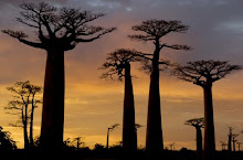 Avenue of the Baobobs, Madagascar