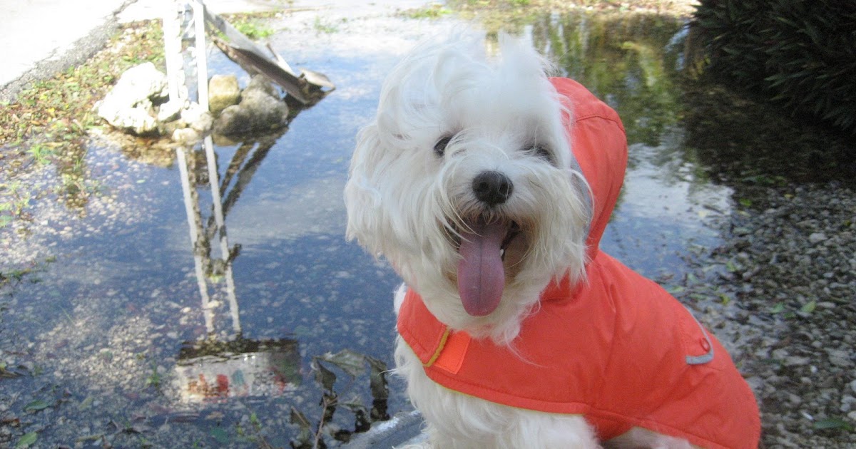 Small Dogs that Dont Shed are the BEST! Small Dogs that don't Shed Houdini Reports!