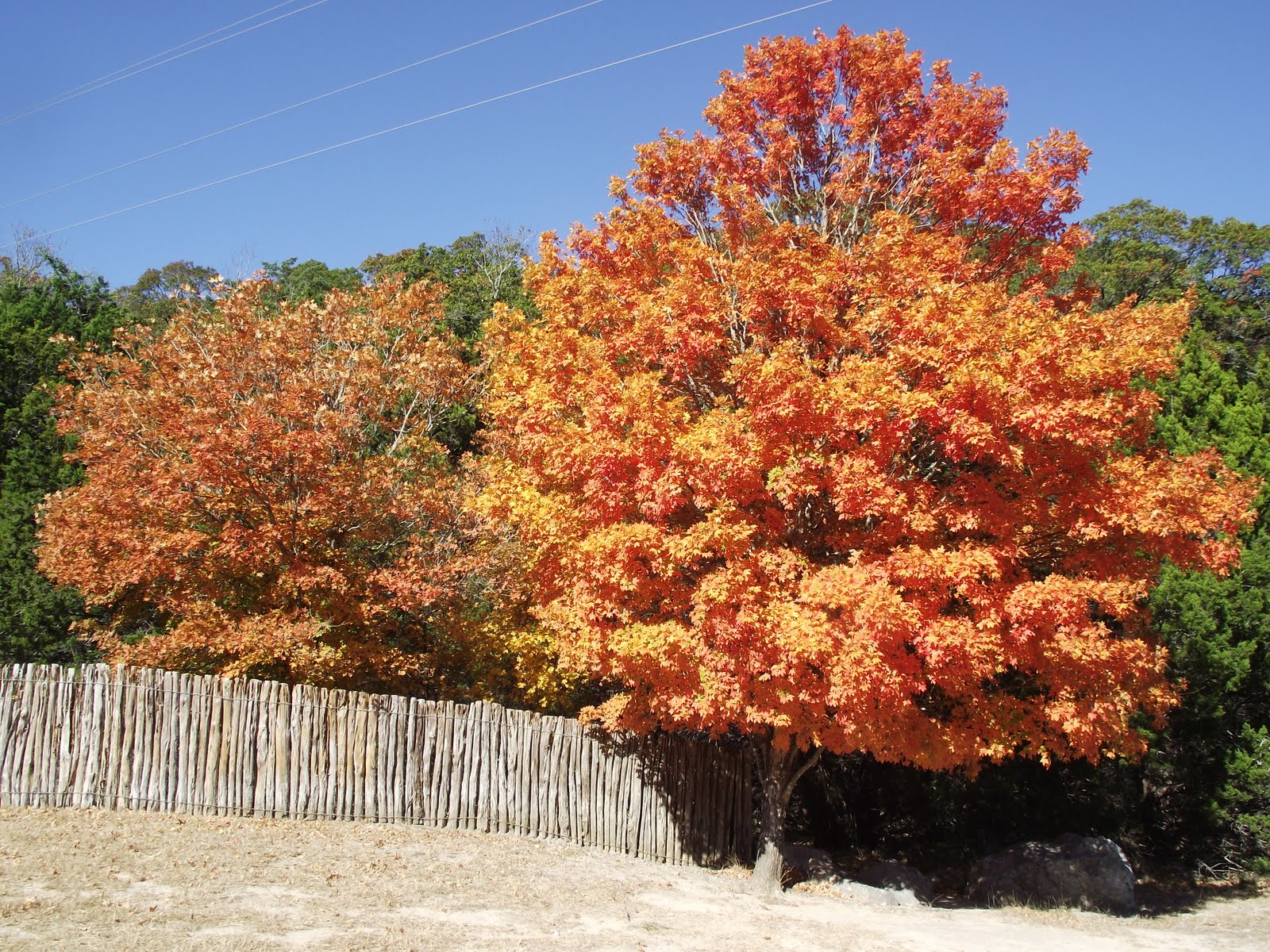Cancan Can Travel Finding "Lost Maples" in Texas (44)