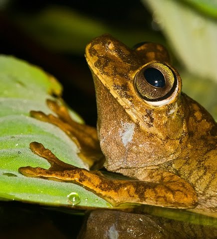Fighting Gladiator Frog