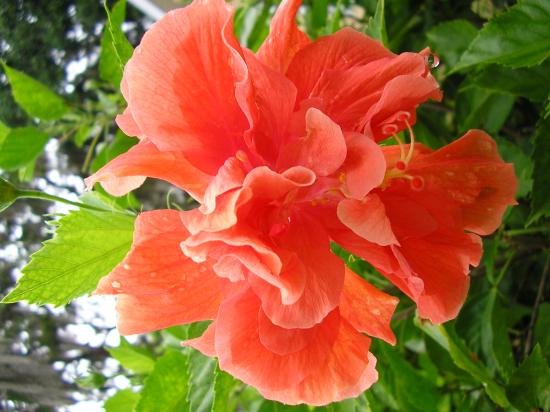 about tropical flowers