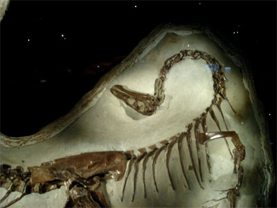 [RTM-framed-struthio2-web.jpg]