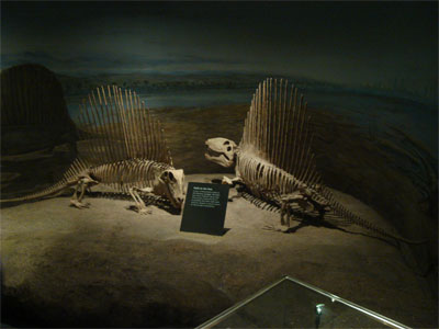 [Tyrrell-pelycosaurs-web.jpg]