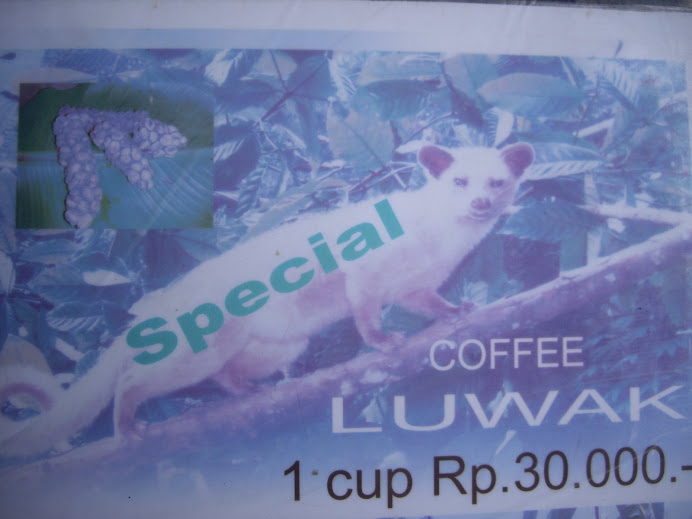 KOPI LUWAK (CIVET COFFEE).  RAREST, MOST EXCLUSIVE COFFEE IN THE WORLD