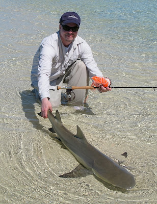Shark Flies