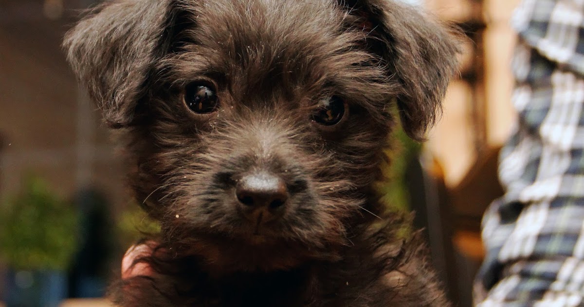 LYNVINGEN PHOTOS Miniature PinscherMiniature Poodle Mix Puppy