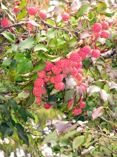 Dogwood+tree+fruit+is+edible