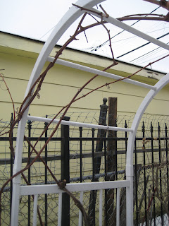 Pruning Concord Grape Vines In Spring