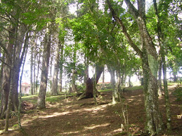 Capelinhas do Rosário