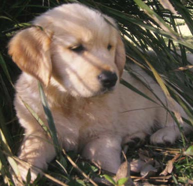 golden retriever puppy running. golden retriever dog house.