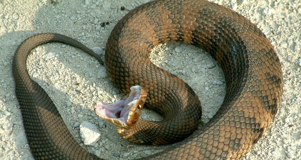 Exploring the Nature of Florida Cottonmouth Snakes